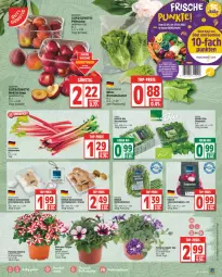 Gazetka promocyjna Edeka - Angebote der Woche - Gazetka - ważna od 27.05 do 27.05.2023 - strona 5 - produkty: Berger, bio, bohne, bohnen, braun, champignon, champignons, cola, deka, edeka bio, eis, feldsalat, fleisch, Nektar, nektarinen, obst, Obst und Gemüse, petunie, pfirsich, pfirsiche, rhabarber, Romanasalat, rucola, salat, Schal, Schale, Speisezwiebeln, Ti, topf, und gemüse, zwiebel, zwiebeln