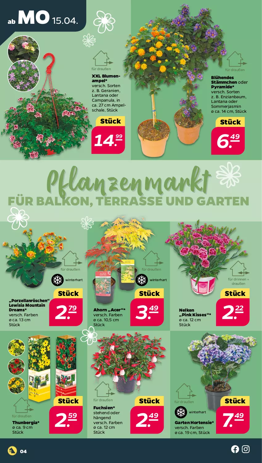 Aktueller Prospekt Netto - Woche 16 - von 15.04 bis 20.04.2024 - strona 4 - produkty: acer, Bau, blume, blumen, Blumenampel, Campanula, Garten, geranie, geranien, hortensie, pflanze, pflanzen, Schal, Schale