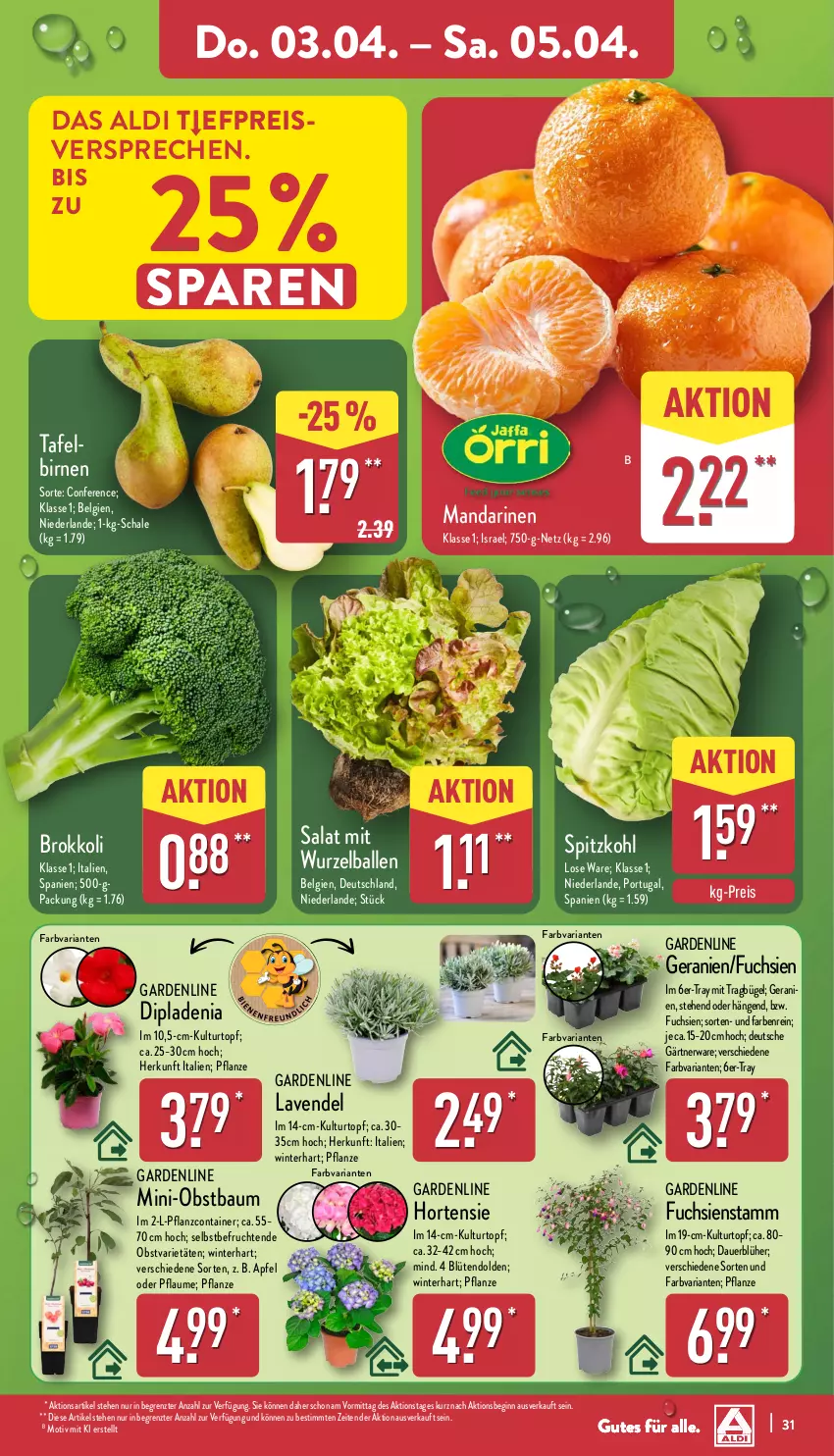 Aktueller Prospekt Aldi Nord - Von Montag - von 31.03 bis 05.04.2025 - strona 35 - produkty: aldi, apfel, auer, ball, Bau, Birnen, Blüte, brokkoli, bügel, Container, dip, dipladenia, eis, frucht, geranie, geranien, gin, hortensie, kulturtopf, lavendel, LG, mandarine, mandarinen, obst, pflanze, pflaume, reis, Ria, salat, Schal, Schale, spitzkohl, Ti, topf, ZTE