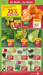 Gazetka promocyjna Aldi Nord - Von Montag - Gazetka - ważna od 05.04 do 05.04.2025 - strona 35 - produkty: aldi, apfel, auer, ball, Bau, Birnen, Blüte, brokkoli, bügel, Container, dip, dipladenia, eis, frucht, geranie, geranien, gin, hortensie, kulturtopf, lavendel, LG, mandarine, mandarinen, obst, pflanze, pflaume, reis, Ria, salat, Schal, Schale, spitzkohl, Ti, topf, ZTE