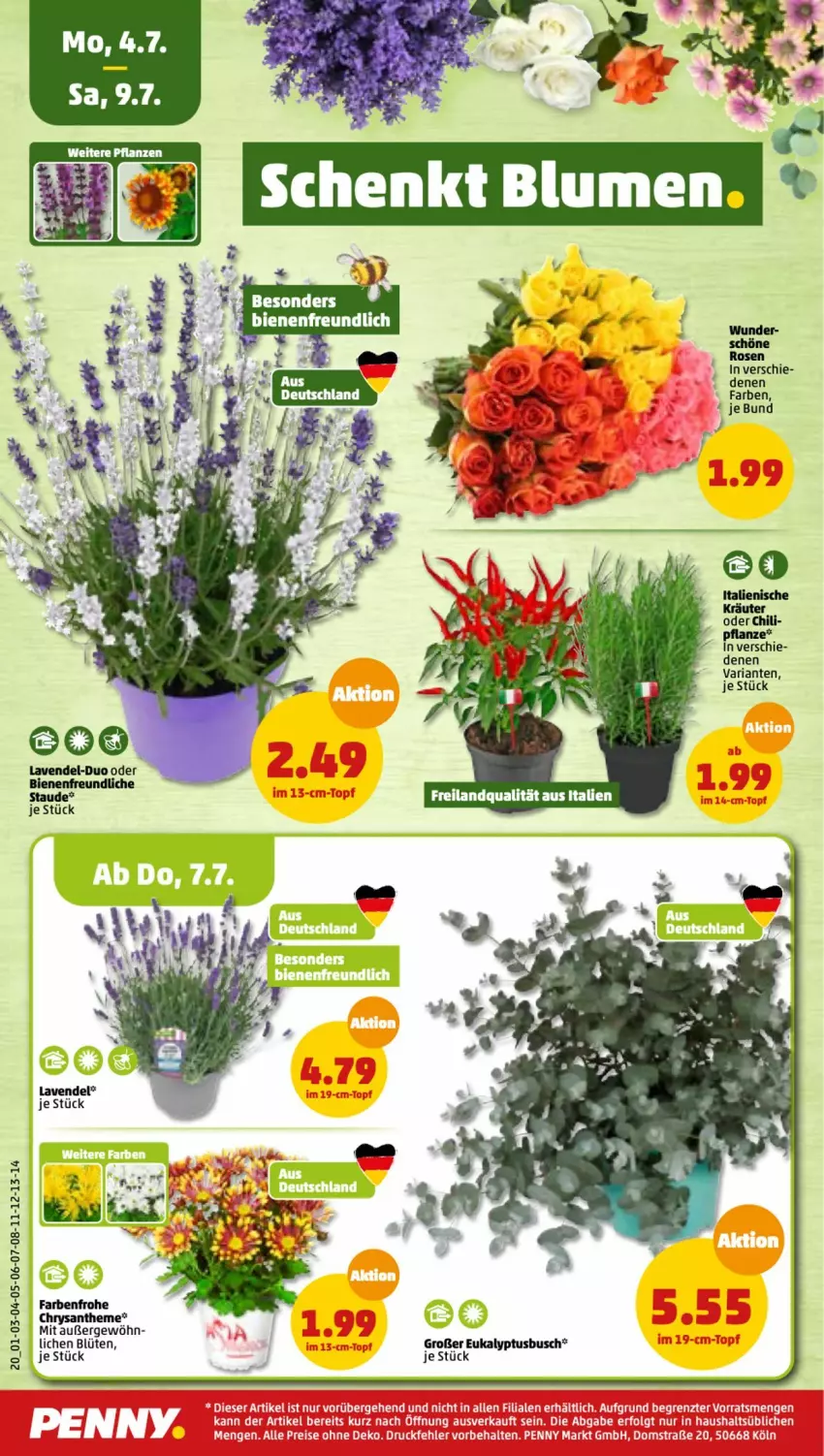 Aktueller Prospekt Penny - Prospekte - von 04.07 bis 09.07.2022 - strona 20 - produkty: Blüte, chili, eis, lavendel, reis, Ria, rosen, Ti, topf, usb, ZTE