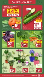 Gazetka promocyjna Aldi Nord - Von Montag - Gazetka - ważna od 21.12 do 21.12.2024 - strona 27 - produkty: aldi, bio, Blüte, Brei, brokkoli, eis, Germ, gin, kulturtopf, Kürbis, LG, pflanze, phalaenopsis, reis, Ria, rotkohl, Schal, Schale, suppe, suppen, Ti, topf, trolli, übertopf, ZTE, zucchini, zwiebel, zwiebeln