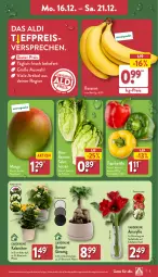 Gazetka promocyjna Aldi Nord - Von Montag - Gazetka - ważna od 21.12 do 21.12.2024 - strona 3 - produkty: aldi, banane, bananen, Blüte, Brei, eis, gin, Kalanchoe, kulturtopf, mango, paprika, pflanze, reis, Ria, Romanasalat, salat, salatherzen, Schal, Schale, Ti, topf, Vase, ZTE