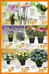 Gazetka promocyjna  - Prospekt für Globus Baumarkt  Achern - Gazetka - ważna od 16.04 do 16.04.2022 - strona 2 - produkty: Blüte, Container, hortensie, hortensien, hydrangea, hydrangea macrophylla, lavendel, mac, orchidee, orchideen, pflanze, pflanzen, phalaenopsis, rosen, Ti, topf, übertopf, ZTE