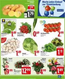 Gazetka promocyjna Edeka - Prospekte - Gazetka - ważna od 08.02 do 08.02.2025 - strona 5 - produkty: beutel, blattspinat, champignon, champignons, cola, Lauchzwiebel, lauchzwiebeln, mac, mini-rispentomaten, papier, payback, radieschen, rispentomaten, rosen, rucola, salat, spinat, spitzkohl, Ti, tomate, tomaten, topf, zwiebel, zwiebeln