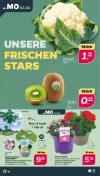 Gazetka promocyjna Netto - Woche 23 - Gazetka - ważna od 08.06 do 08.06.2024 - strona 2 - produkty: Bau, blume, blumen, blumenkohl, Blüte, calibrachoa, eis, Elan, geranie, geranien, kiwi, petunie, petunien, topf