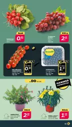 Gazetka promocyjna Netto - Woche 23 - Gazetka - ważna od 08.06 do 08.06.2024 - strona 3 - produkty: beere, beeren, eis, heidelbeere, heidelbeeren, pflaume, pflaumen, radieschen, reis, rispentomaten, tomate, tomaten, trauben