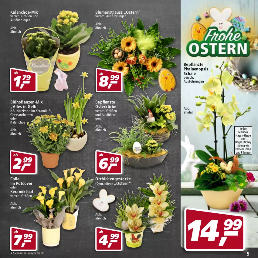 Aktueller Prospekt Real - von 11.04 bis 16.04.2022 - strona 5 - produkty: blume, blumen, Blumen und Pflanzen, chrysanthemen, HP, Kalanchoe, Narzissen, orchidee, orchideen, pflanze, pflanzen, phalaenopsis, Schal, Schale, topf, ZTE