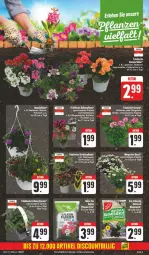 Gazetka promocyjna Edeka - Prospekte - Gazetka - ważna od 27.04 do 27.04.2024 - strona 3 - produkty: Abtei, blume, blumen, calibrachoa, petunie, pflanze, Ria, Surf, tee, Ti, topf