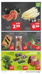 Gazetka promocyjna Marktkauf - Prospekt - Gazetka - ważna od 28.05 do 28.05.2022 - strona 11 - produkty: deka, eis, fleisch, gurke, gurken, Lauchzwiebel, lauchzwiebeln, melone, pflaume, pflaumen, radieschen, Schal, Schale, spargel, tee, Ti, tomate, tomaten, wasser, wassermelone, zwiebel, zwiebeln