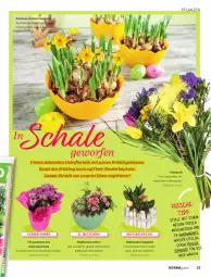 Gazetka promocyjna Norma - Norma - Gazetka - ważna od 30.04 do 30.04.2022 - strona 19 - produkty: Bank, Bau, blume, blumen, eier, Engel, fenster, fensterbank, harman, Holz, magazin, messer, Narzissen, pflanze, pflanzen, pril, rind, ring, Schal, Schale, Ti, topf, Vase, wasser, ZTE