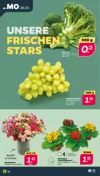 Gazetka promocyjna Netto - Woche 5 - Gazetka - ważna od 03.02 do 03.02.2024 - strona 2 - produkty: auer, blume, broccoli, Ria, Ti, trauben