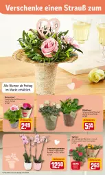 Gazetka promocyjna Rewe - Diese Woche im Angebot! - Gazetka - ważna od 12.02 do 12.02.2022 - strona 14 - produkty: aktionspreis, Becher, blume, blumen, Blüte, eis, gin, HP, Mett, orchidee, pflanze, reis, Schmetterling, schmetterlingsorchidee, Ti, tisch, topf, übertopf