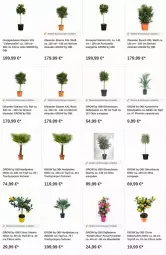 Gazetka promocyjna Obi - Prospekte - Gazetka - ważna od 28.06 do 28.06.2023 - strona 3 - produkty: Bau, citrus, dip, olive, oliven, orange, orangen, Ti, topf