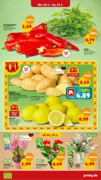 Gazetka promocyjna Penny - Prospekte - Gazetka - ważna od 27.01 do 27.01.2024 - strona 3 - produkty: blume, cola, rucola, Schal, Schale, tee, Ti, topf