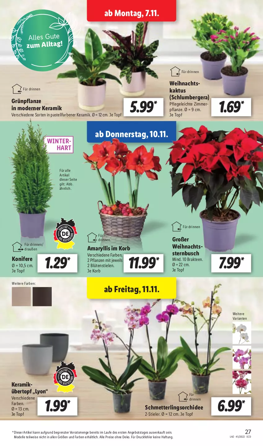 Aktueller Prospekt Lidl - Aktionsprospekt - von 07.11 bis 12.11.2022 - strona 27 - produkty: angebot, Berger, Blüte, dell, eis, elle, Konifere, korb, Mett, Mode, orchidee, pflanze, pflanzen, reis, Ria, Schmetterling, schmetterlingsorchidee, tee, Ti, topf, übertopf, Yo, ZTE