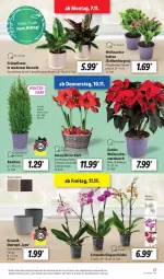 Gazetka promocyjna Lidl - Aktionsprospekt - Gazetka - ważna od 12.11 do 12.11.2022 - strona 27 - produkty: angebot, Berger, Blüte, dell, eis, elle, Konifere, korb, Mett, Mode, orchidee, pflanze, pflanzen, reis, Ria, Schmetterling, schmetterlingsorchidee, tee, Ti, topf, übertopf, Yo, ZTE