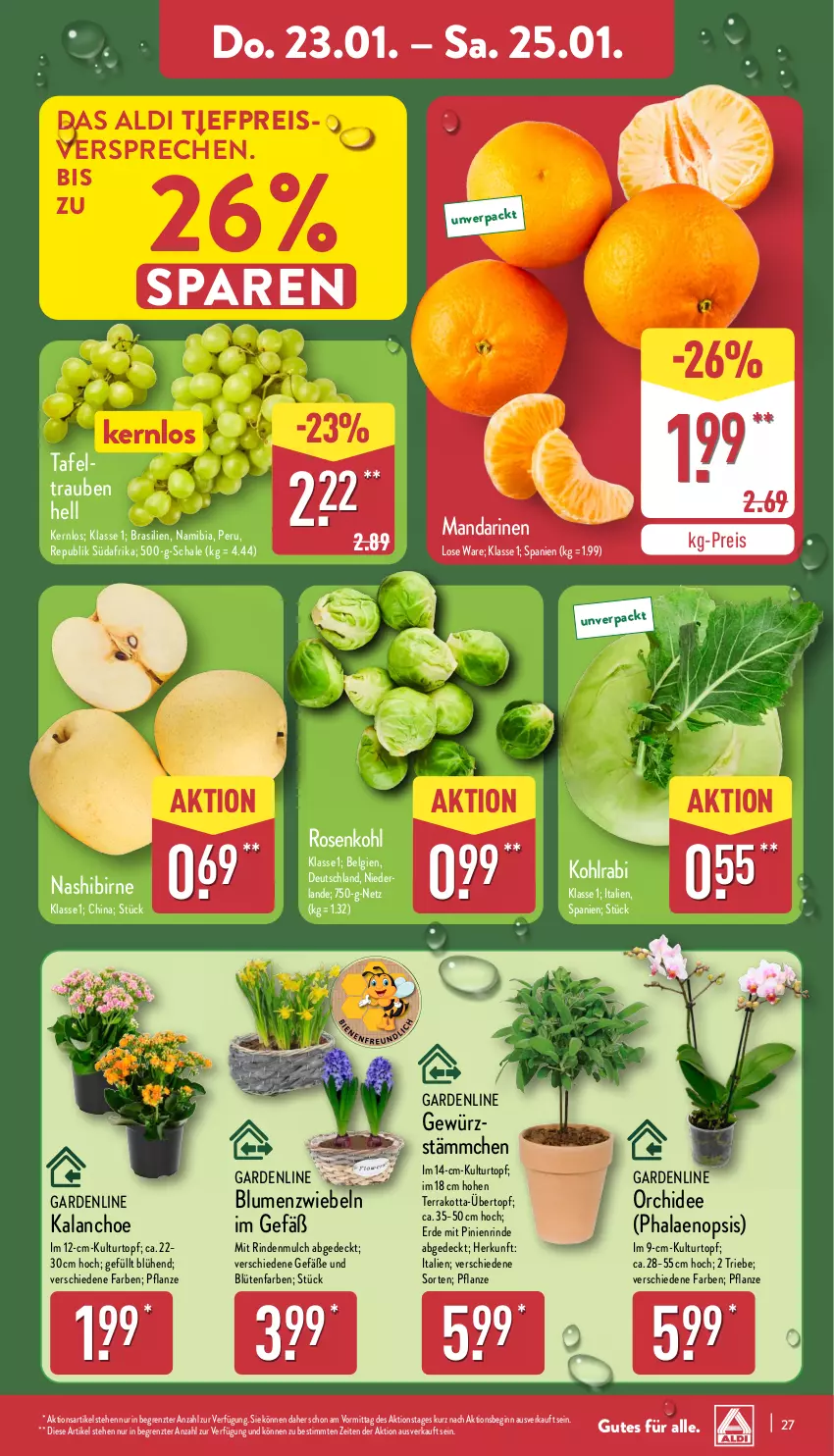 Aktueller Prospekt Aldi Nord - Von Montag - von 20.01 bis 25.01.2025 - strona 27 - produkty: aldi, blume, blumen, Blüte, Brei, eis, Elan, erde, gewürz, gin, Kalanchoe, kohlrabi, kulturtopf, LG, mandarine, mandarinen, Nashi, orchidee, pflanze, phalaenopsis, reis, rind, rindenmulch, rosen, Rosenkohl, Schal, Schale, tafeltrauben, Ti, topf, trauben, übertopf, ZTE, zwiebel, zwiebeln