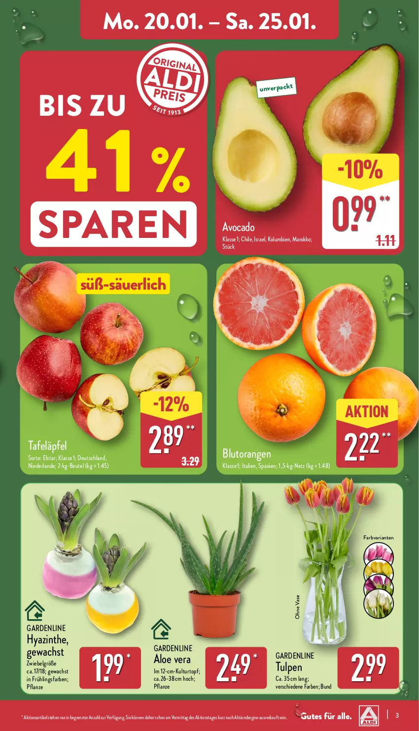 Aktueller Prospekt Aldi Nord - Von Montag - von 20.01 bis 25.01.2025 - strona 3 - produkty: aloe vera, avocado, beutel, Blutorange, gin, kulturtopf, LG, orange, orangen, pflanze, Ria, tafeläpfel, Ti, topf, Vase, ZTE, zwiebel