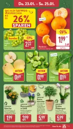 Gazetka promocyjna Aldi Nord - Von Montag - Gazetka - ważna od 25.01 do 25.01.2025 - strona 27 - produkty: aldi, blume, blumen, Blüte, Brei, eis, Elan, erde, gewürz, gin, Kalanchoe, kohlrabi, kulturtopf, LG, mandarine, mandarinen, Nashi, orchidee, pflanze, phalaenopsis, reis, rind, rindenmulch, rosen, Rosenkohl, Schal, Schale, tafeltrauben, Ti, topf, trauben, übertopf, ZTE, zwiebel, zwiebeln