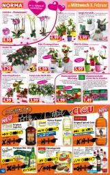 Gazetka promocyjna Norma - Norma - Gazetka - ważna od 13.02 do 13.02.2023 - strona 12 - produkty: Begonie, bier, blume, blumen, Blüte, burgunder, Campanula, dahlie, dornfelder, Echinacea, eier, eis, Elefant, ente, flasche, fleisch, geschnetzeltes, gin, Gladiolen, gulasch, Jagertee, Kraut, kulturtopf, lamm, Müller, Müller-Thurgau, orange, orchidee, original spiced gold, pflanze, pflanzen, phalaenopsis, Physalis, rapsöl, reines rapsöl, Ria, riesling, rind, rinder, rum, spätburgunder, Spezi, stauden, Sukkulente, tee, Ti, topf, übertopf, vita, wein, Zelt, zwiebel, zwiebeln