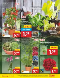 Gazetka promocyjna Netto Marken-Discount - Filial-Angebote - Gazetka - ważna od 21.05 do 21.05.2022 - strona 7 - produkty: angebot, beere, beeren, brombeere, eis, gurke, gurken, heidelbeere, himbeer, himbeere, johannisbeere, kopfsalat, kulturtopf, Kürbis, obst, orchidee, orchideen, paprika, pflanze, pflanzen, rosen, salat, Schal, Schale, Sempervivum, snack, telefon, Ti, tomate, topf, ZTE, zucchini