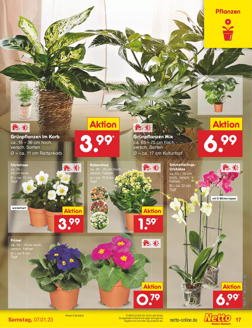 Aktueller Prospekt Netto Marken-Discount - Filial-Angebote - von 02.01 bis 07.01.2023 - strona 17 - produkty: angebot, bestpreis, Blüte, eis, Grünpflanzen, Kalanchoe, korb, kulturtopf, Mett, orchidee, pflanze, pflanzen, reis, Schmetterling, schmetterlingsorchidee, Ti, topf, ZTE