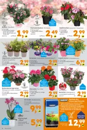 Gazetka promocyjna  - Gazetka - ważna od 08.06 do 08.06.2024 - strona 6 - produkty: auer, bio, blume, blumen, Blüte, calibrachoa, decke, dell, edellieschen, ente, erde, geranie, geranien, HP, Körbchen, kräuter, orange, orchidee, Pelargonium, petunie, petunien, pflanze, pflanzen, Pflanztopf, phalaenopsis, ring, sac, Ti, topf, wasser, Yo