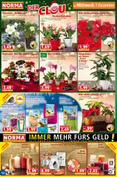 Gazetka promocyjna Norma - Norma - Gazetka - ważna od 12.12 do 12.12.2022 - strona 12 - produkty: auer, batterie, batterien, blume, blumen, Blüte, Duftkerze, Duftlampe, Duftteelichte, elle, ente, frucht, geschenkset, Kalanchoe, kerze, Knödel, Kranz, kulturtopf, Lampe, led-licht, nuss, nussriegel, orange, orchidee, pflanze, pflanzen, phalaenopsis, Pods, riegel, sonnenblume, sonnenblumen, Sonnenblumenkerne, Streufutter, tee, Teelicht, teelichte, Ti, topf, übertopf, vanille, Vogelfutter, Weihnachtsfigur, Weihnachtsstern, ZTE