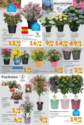 Gazetka promocyjna  - Gazetka - ważna od 11.05 do 11.05.2024 - strona 3 - produkty: blume, Blüte, Container, hortensie, hortensien, hydrangea, Körbchen, kübelpflanzen, lamm, pflanze, pflanzen, rosen, topf, übertopf