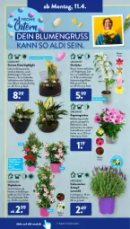 Gazetka promocyjna AldiSud - ALDI Aktuell - Gazetka - ważna od 16.04 do 16.04.2022 - strona 16 - produkty: ACC, aldi, angebot, blume, blumen, Blüte, chia, dip, dipladenia, ente, gardenline®, Kalanchoe, kulturtopf, lavendel, lufterfrischer, orchidee, phalaenopsis, resa, Ria, Sukkulente, Ti, topf