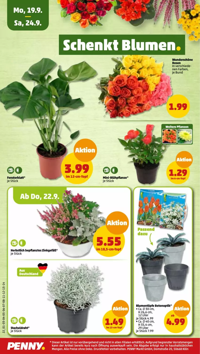 Aktueller Prospekt Penny - Prospekte - von 19.09 bis 24.09.2022 - strona 22 - produkty: blume, blumen, Draht, fenster, HP, pflanze, pflanzen, Ti, ZTE