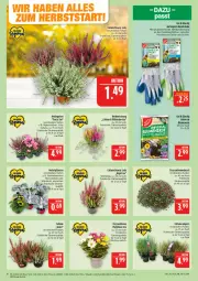 Gazetka promocyjna Marktkauf - Prospekt - Gazetka - ważna od 26.09 do 26.09.2026 - strona 10 - produkty: blume, blumen, blumenerde, chrysanthemen, eis, erde, Garten, handschuhe, LG, pflanze, pflanzen, reis, sac, schuhe, Ti, topf, Yo