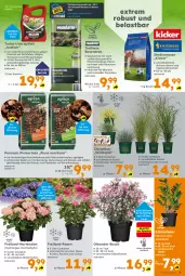 Gazetka promocyjna  - Gazetka - ważna od 25.05 do 25.05.2024 - strona 3 - produkty: beutel, Blüte, Container, dekoration, erde, hortensie, hortensien, hydrangea, hydrangea macrophylla, Kraut, mac, pflanze, pflanzen, rasen, Rasenerde, rind, rosen, sac, Spezi, Ti, Tiere, topf, vita, vitalis