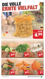 Gazetka promocyjna Marktkauf - Prospekt - Gazetka - ważna od 08.10 do 08.10.2022 - strona 13 - produkty: ACC, eier, eis, Kürbis, rosen, Ti