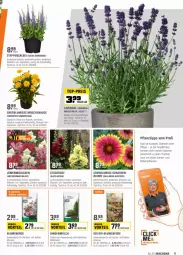 Gazetka promocyjna Obi - Prospekte - Gazetka - ważna od 12.06 do 12.06.2022 - strona 11 - produkty: Antirrhinum majus, auer, aust, balkonpflanzen, bio, blume, blumen, blumenerde, Blüte, erde, Garten, kräuter, lavendel, mac, Mett, oreo, pflanze, pflanzen, rind, rindenmulch, sac, Schmetterling, sekt, Ti, tisch, topf, übertopf, Wild, Yo