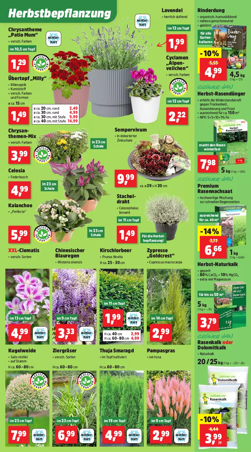 Aktueller Prospekt Thomas Philipps - von 08.09 bis 13.09.2025 - strona 3 - produkty: Alpenveilchen, chrysanthemen, Draht, dünger, elle, Garten, Kalanchoe, kirsch, kraft, Kugel, lavendel, mac, magnesium, natur, rasen, rasendünger, Ria, rind, rinder, Schal, Schale, Sempervivum, Ti, topf, übertopf, usb, vita