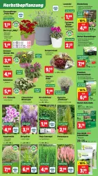 Gazetka promocyjna Thomas Philipps - Gazetka - ważna od 13.09 do 13.09.2025 - strona 3 - produkty: Alpenveilchen, chrysanthemen, Draht, dünger, elle, Garten, Kalanchoe, kirsch, kraft, Kugel, lavendel, mac, magnesium, natur, rasen, rasendünger, Ria, rind, rinder, Schal, Schale, Sempervivum, Ti, topf, übertopf, usb, vita