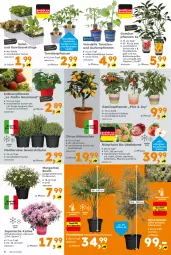Gazetka promocyjna  - Gazetka - ważna od 04.04 do 04.04.2026 - strona 8 - produkty: apfel, aprikose, Bau, bio, Elan, ente, frucht, früchte, früchten, gewürz, gurke, gurken, kirsch, kirsche, korb, Kraut, kräuter, mit frucht, obst, olive, oliven, paprika, paprika rot, peperoni, Peroni, salat, Schal, Schale, snack, tomate, tomaten, topf, und gemüse