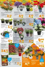 Gazetka promocyjna  - Gazetka - ważna od 04.04 do 04.04.2026 - strona 9 - produkty: blume, Blüte, Campanula, decke, dip, erde, Garten, hortensie, hortensien, hydrangea, Körbchen, orchidee, phalaenopsis, Rauch, sac, schott, sekt, stauden, Ti, topf, tuc, wasser, ZTE