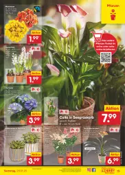 Gazetka promocyjna Netto Marken-Discount - Filial-Angebote - Gazetka - ważna od 28.01 do 28.01.2023 - strona 15 - produkty: angebot, bestpreis, eis, ente, hortensie, korb, kulturtopf, pflanze, pflanzen, reis, rosen, Sukkulente, Ti, topf, ZTE