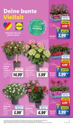 Gazetka promocyjna Lidl - Aktionsprospekt - Gazetka - ważna od 06.04 do 06.04.2024 - strona 3 - produkty: angebot, ball, coupon, dip, dipladenia, eis, geranie, geranien, hortensie, pflanze, pflanzen, reis, Schal, Schale, Ti, topf, ZTE