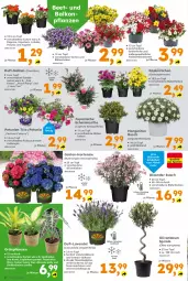 Gazetka promocyjna  - Gazetka - ważna od 23.05 do 23.05.2026 - strona 2 - produkty: Bau, Begonia, Blüte, chia, Garten, hortensie, hydrangea, hydrangea macrophylla, korb, Körbchen, lavendel, mac, olive, oliven, petunie, petunien, rosen, Ti, topf, Yo