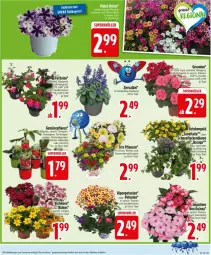 Gazetka promocyjna Edeka - Prospekte - Gazetka - ważna od 03.05 do 03.05.2025 - strona 23 - produkty: aubergine, deka, geranie, geranien, gin, gurke, gurken, Kürbis, Landgurken, petunie, petunien, pflanze, pflanzen, Ti, tomate, tomaten, topf, zucchini