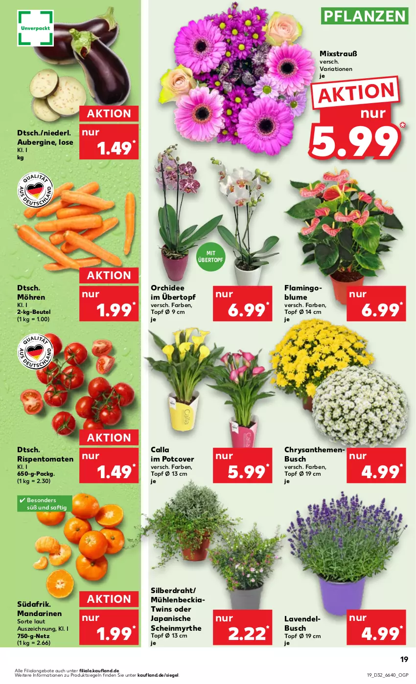 Aktueller Prospekt Kaufland - Prospekt - von 10.08 bis 16.08.2023 - strona 21 - produkty: angebot, angebote, aubergine, beutel, blume, chrysanthemen, Draht, gin, lavendel, mandarine, mandarinen, möhren, orchidee, pflanze, pflanzen, Ria, rispentomaten, saft, Ti, tomate, tomaten, topf, übertopf