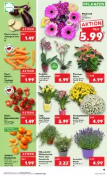 Gazetka promocyjna Kaufland - Prospekt - Gazetka - ważna od 16.08 do 16.08.2023 - strona 21 - produkty: angebot, angebote, aubergine, beutel, blume, chrysanthemen, Draht, gin, lavendel, mandarine, mandarinen, möhren, orchidee, pflanze, pflanzen, Ria, rispentomaten, saft, Ti, tomate, tomaten, topf, übertopf