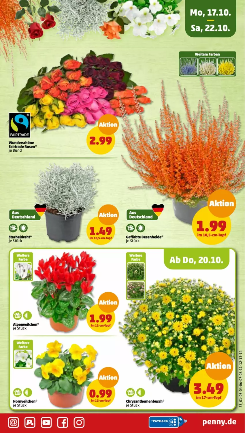 Aktueller Prospekt Penny - Prospekte - von 17.10 bis 22.10.2022 - strona 23 - produkty: chrysanthemen, Ti