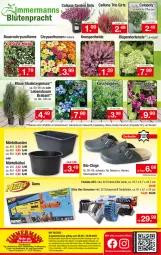 Gazetka promocyjna Zimmermann - Prospekte - Gazetka - ważna od 10.09 do 10.09.2022 - strona 10 - produkty: auer, Bau, Bauer, bio, Blüte, chrysanthemen, Clogs, Container, dip, eis, elle, LG, pflanze, pflanzen, reis, Ria, rwe, sonderposten, teller, Ti