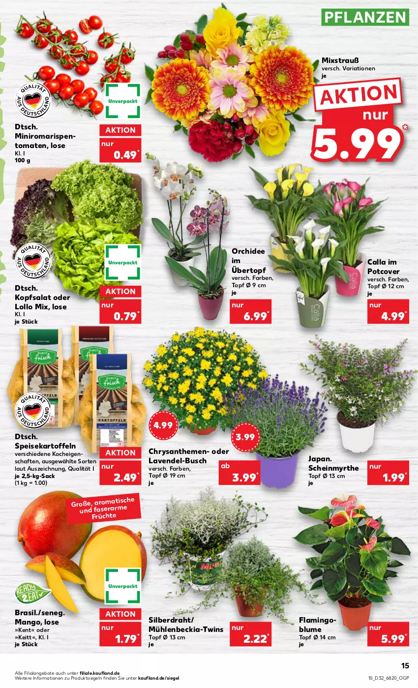 Aktueller Prospekt Kaufland - von 11.08 bis 17.08.2022 - strona 15 - produkty: angebot, angebote, blume, chrysanthemen, Draht, eis, früchte, kartoffel, kartoffeln, kopfsalat, lavendel, mango, orchidee, pflanze, pflanzen, Ria, rispentomaten, sac, salat, speisekartoffeln, Ti, tisch, tomate, tomaten, topf, topf ø 12 cm, übertopf