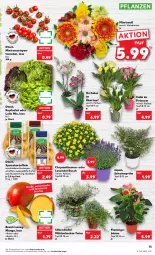 Gazetka promocyjna Kaufland - Gazetka - ważna od 17.08 do 17.08.2022 - strona 15 - produkty: angebot, angebote, blume, chrysanthemen, Draht, eis, früchte, kartoffel, kartoffeln, kopfsalat, lavendel, mango, orchidee, pflanze, pflanzen, Ria, rispentomaten, sac, salat, speisekartoffeln, Ti, tisch, tomate, tomaten, topf, topf ø 12 cm, übertopf